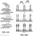 Fig. 32 - Massively parallel contiguity mapping