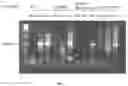 Fig. 04 - AMPLIFICATION OF PAIRED PROTEIN-CODING MRNA SEQUENCES