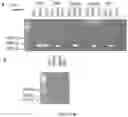Fig. 06 - AMPLIFICATION OF PAIRED PROTEIN-CODING MRNA SEQUENCES