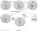 Fig. 14 - Compositions and methods for genomic DNA and gene expression analysis in single cells