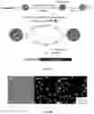 Fig. 15 - Compositions and methods for genomic DNA and gene expression analysis in single cells