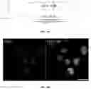Fig. 25 - Compositions and methods for genomic DNA and gene expression analysis in single cells