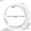 Fig. 49 - Systems and methods for treating alpha 1-antitrypsin (A1AT) deficiency