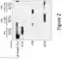 Fig. 03 - Antisense Compounds and Uses Thereof