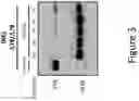 Fig. 04 - Antisense Compounds and Uses Thereof