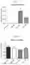 Fig. 12 - Variant RNAi