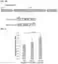 Fig. 06 - Splice inhibiting oligonucleotides