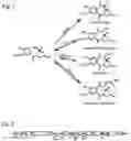Fig. 02 - Method for Producing Recombinant 11-De-O-Methyltomaymycin