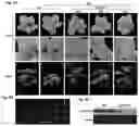 Fig. 04 - Disease Resistant Plants Containing HIR3 Gene and Method for making the plants thereof