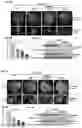 Fig. 05 - Disease Resistant Plants Containing HIR3 Gene and Method for making the plants thereof