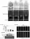 Fig. 10 - Disease Resistant Plants Containing HIR3 Gene and Method for making the plants thereof