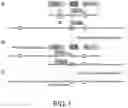 Fig. 02 - Polynucleotide for modifying target sequence and use thereof