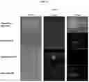 Fig. 14 - Payload delivery across cell membranes using continuous flow fluidic system