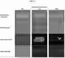 Fig. 16 - Payload delivery across cell membranes using continuous flow fluidic system