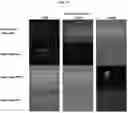 Fig. 18 - Payload delivery across cell membranes using continuous flow fluidic system