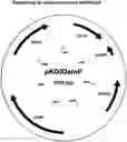 Fig. 01 - METHOD FOR PRODUCING L-TRYPTOPHAN USING IMPROVED STRAINS OF THE ENTEROBACTERIACEAE FAMILY
