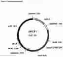 Fig. 04 - METHOD FOR PRODUCING L-TRYPTOPHAN USING IMPROVED STRAINS OF THE ENTEROBACTERIACEAE FAMILY