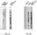 Fig. 03 - LABELING AND DETECTION OF POST TRANSLATIONALLY MODIFIED PROTEINS