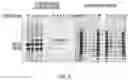 Fig. 07 - LABELING AND DETECTION OF POST TRANSLATIONALLY MODIFIED PROTEINS