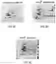 Fig. 11 - LABELING AND DETECTION OF POST TRANSLATIONALLY MODIFIED PROTEINS
