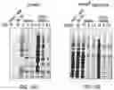 Fig. 13 - LABELING AND DETECTION OF POST TRANSLATIONALLY MODIFIED PROTEINS