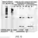 Fig. 17 - LABELING AND DETECTION OF POST TRANSLATIONALLY MODIFIED PROTEINS