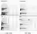 Fig. 20 - LABELING AND DETECTION OF POST TRANSLATIONALLY MODIFIED PROTEINS
