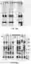 Fig. 22 - LABELING AND DETECTION OF POST TRANSLATIONALLY MODIFIED PROTEINS