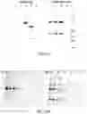 Fig. 23 - LABELING AND DETECTION OF POST TRANSLATIONALLY MODIFIED PROTEINS