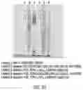 Fig. 27 - LABELING AND DETECTION OF POST TRANSLATIONALLY MODIFIED PROTEINS
