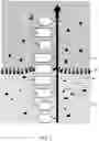 Fig. 02 - FORCE BASED SEQUENCING OF BIOPOLYMERS