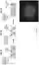 Fig. 06 - Spatial indexing of genetic material and library preparation using hydrogel beads and flow cells
