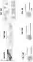 Fig. 17 - Spatial indexing of genetic material and library preparation using hydrogel beads and flow cells