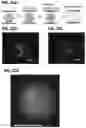Fig. 24 - Spatial indexing of genetic material and library preparation using hydrogel beads and flow cells