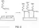 Fig. 03 - Multipart reagents having increased avidity for polymerase binding