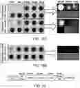 Fig. 20 - Multipart reagents having increased avidity for polymerase binding