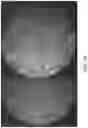 Fig. 30 - Multipart reagents having increased avidity for polymerase binding