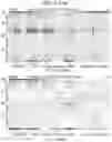 Fig. 03 - Diagnostic methods for infectious disease using endogenous gene expression