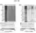 Fig. 10 - Diagnostic methods for infectious disease using endogenous gene expression
