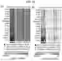 Fig. 12 - Diagnostic methods for infectious disease using endogenous gene expression