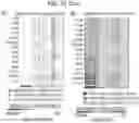 Fig. 13 - Diagnostic methods for infectious disease using endogenous gene expression