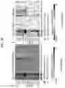 Fig. 55 - Diagnostic methods for infectious disease using endogenous gene expression