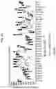 Fig. 76 - Diagnostic methods for infectious disease using endogenous gene expression