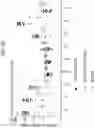 Fig. 77 - Diagnostic methods for infectious disease using endogenous gene expression