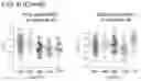 Fig. 12 - Methods for subtyping of head and neck squamous cell carcinoma