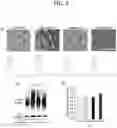 Fig. 06 - METHOD FOR SUPPRESSING BRAIN METASTASIS