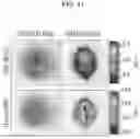 Fig. 12 - METHOD FOR SUPPRESSING BRAIN METASTASIS