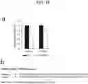 Fig. 20 - METHOD FOR SUPPRESSING BRAIN METASTASIS