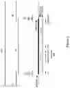Fig. 02 - Soybean transgenic event MON87751 and methods for detection and use thereof