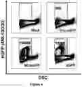 Fig. 05 - FLUORESCENT ENVELOPED VIRAL PARTICLES AS STANDARDS FOR NANOSALE FLOW CYTOMETRY
